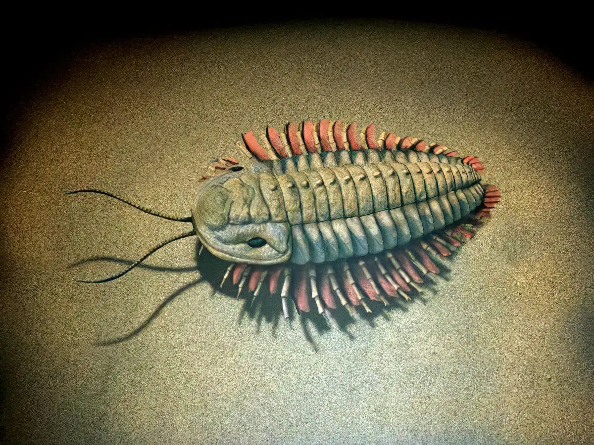 Trilobite-Illustration.webp