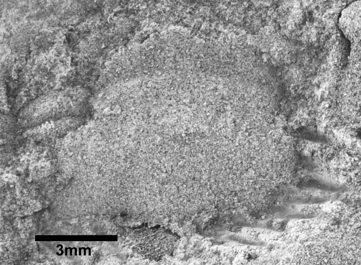 Fossil-of-Tsinania-sirindhornae.webp