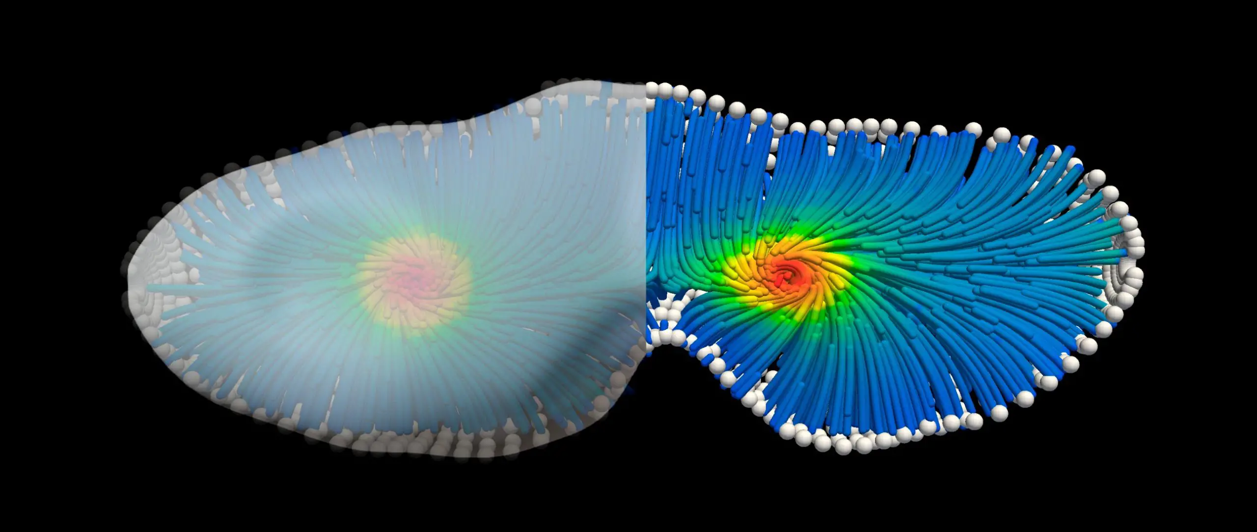 3D-Simulation-Active-Matter-Geometry-Dividing-Cell-scaled.webp