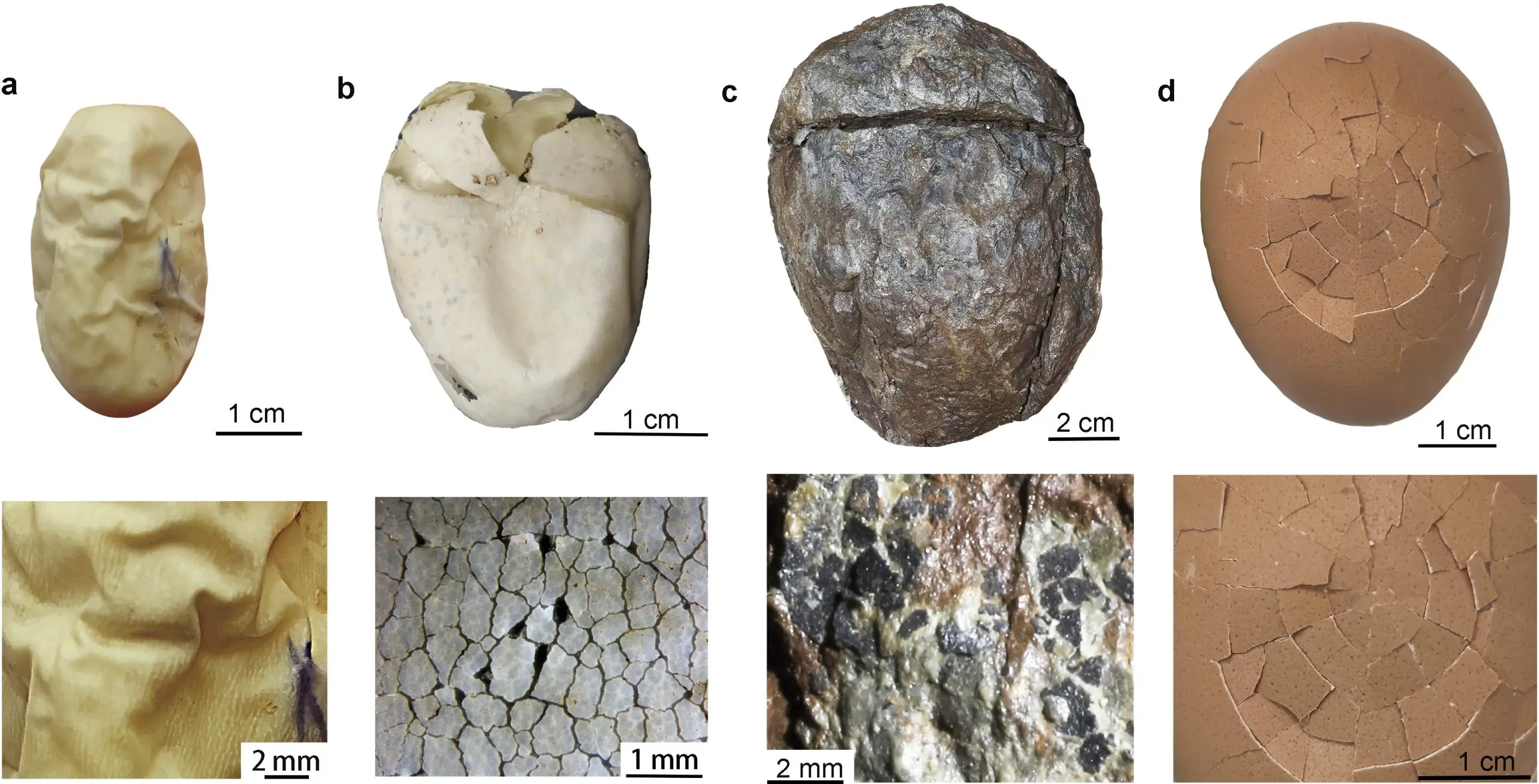 Comparison-of-Fossil-and-Existing-Eggs-scaled.webp