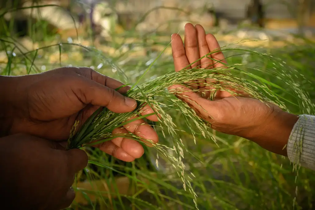 Teff-Grown-by-Researchers.webp