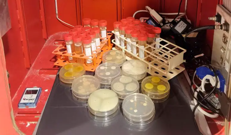 Fungi-Species-Exposed-to-Hypergravity-777x453.webp
