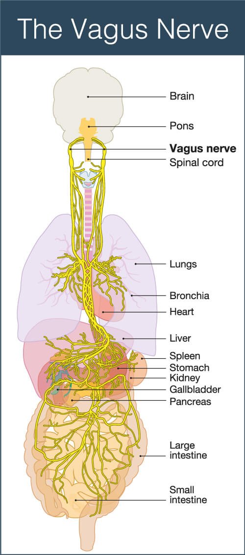 img-the-vagus-nerve-500px.jpg