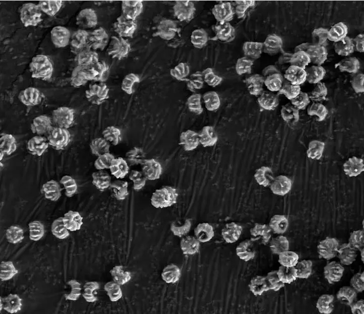 Microscopic-Test-Fungi.webp
