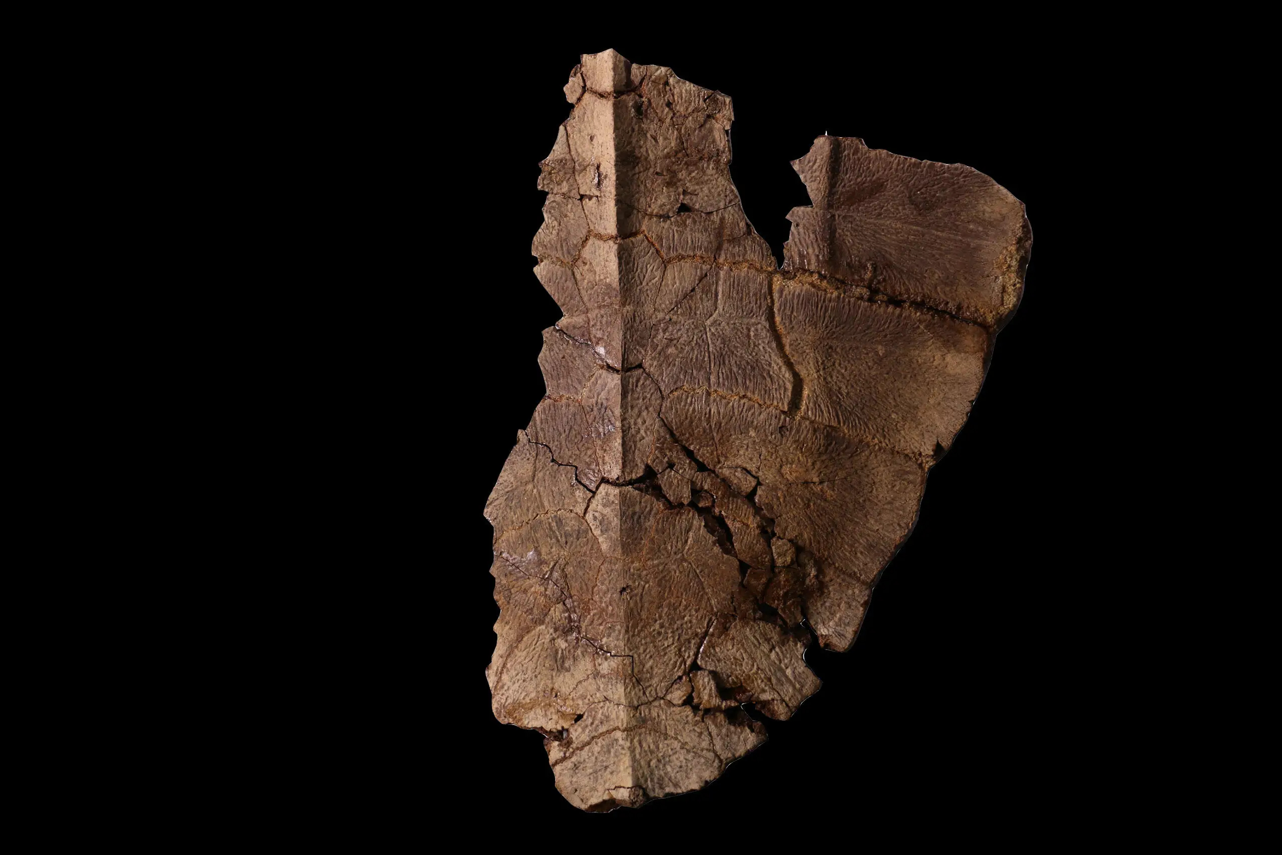 Fossil-Shell 图像，2560x1707 像素） — 缩放 (61-.jpg