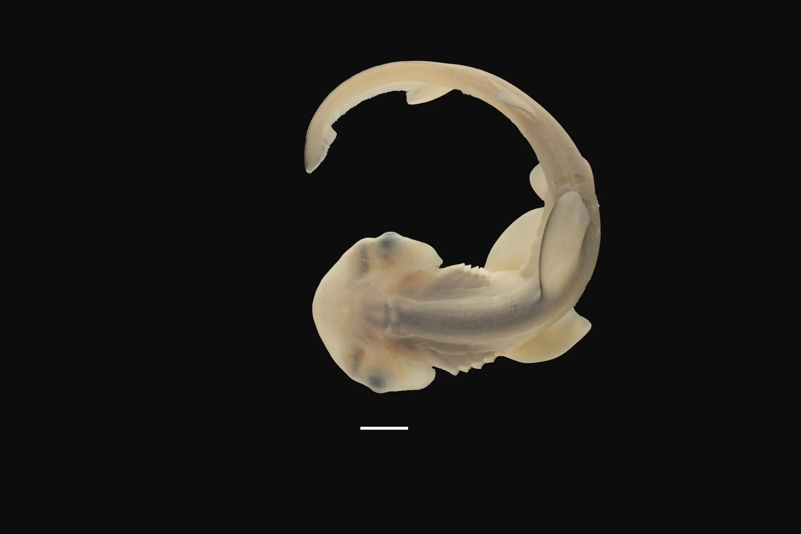 Hammerhead-Development-scaled_jpg_webp 图像，2560x1707 像素） — 缩放 (52-.jpg