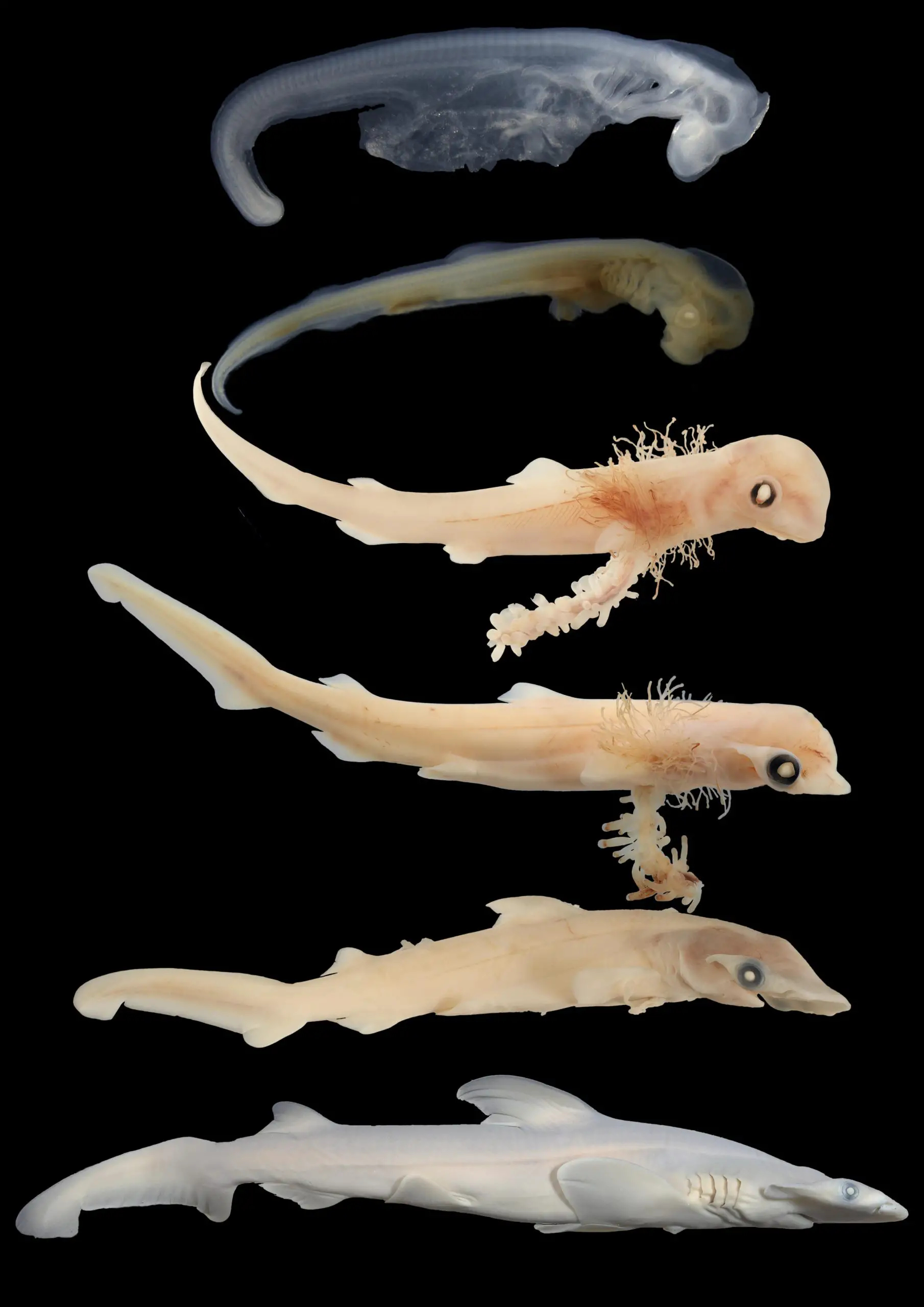 Hammerhead-Gestation-scaled_jpg_webp 图像，1810x2560 像素） — 缩放 (35-.jpg