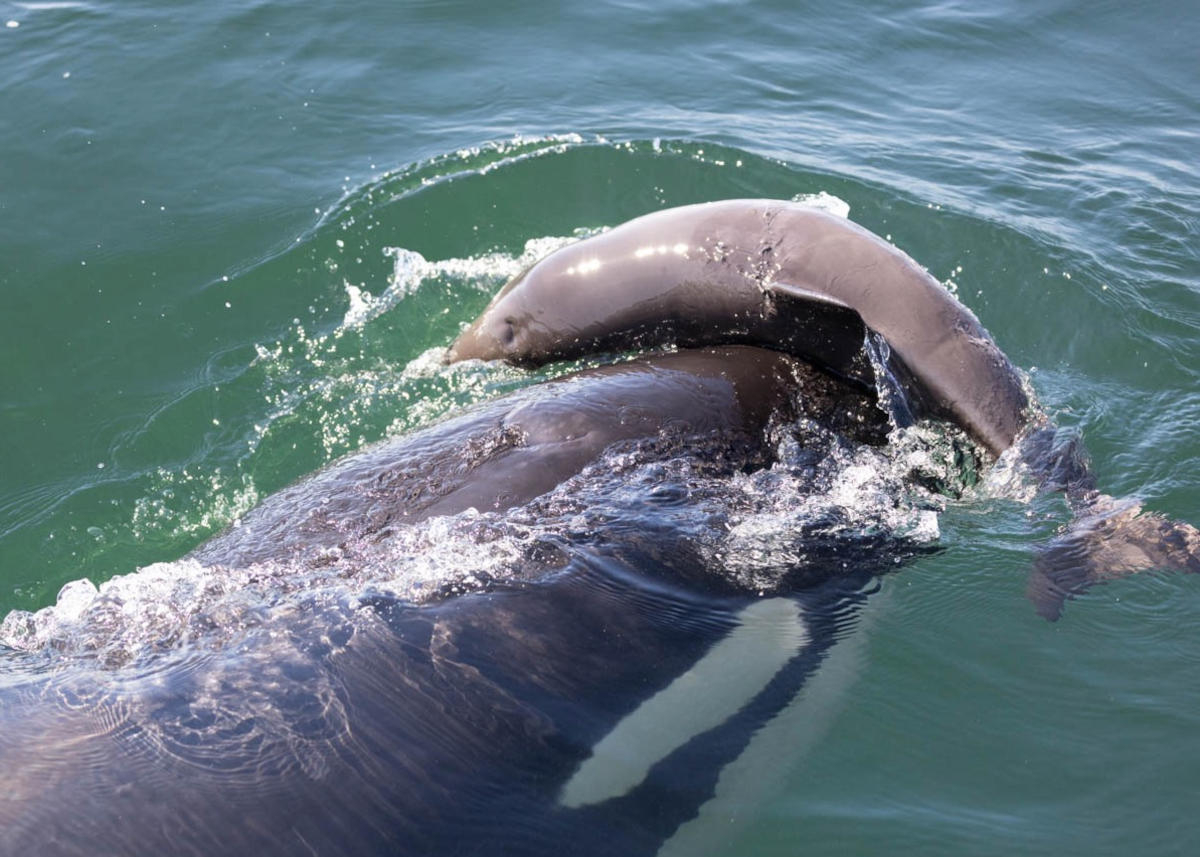 Killer-Whale-Harasses-Porpoise（JPEG 图像，1200x857 像素）.jpg