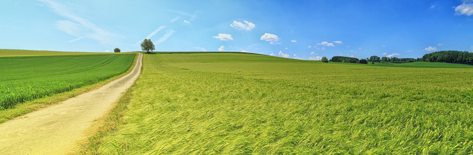 field.jpg