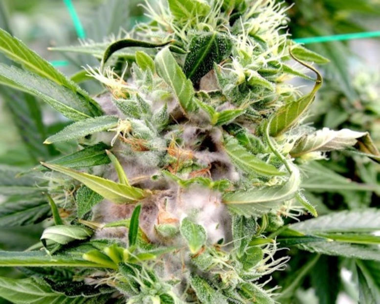 Mature-Cannabis-Inflorescences-Exhibit-a-Large-Floral-Structure.jpg