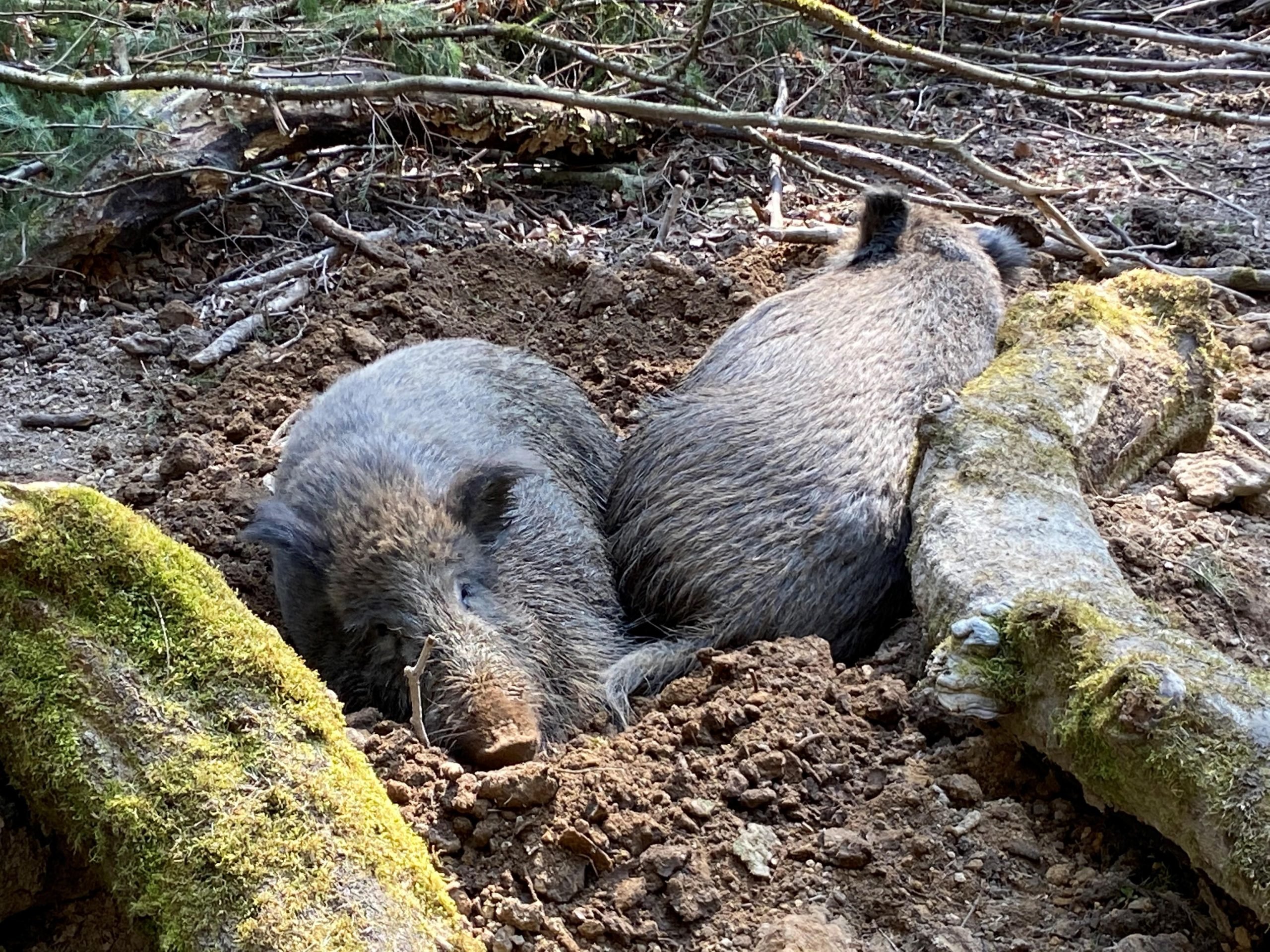 Wild-Boars-Chernobyl-scaled.jpg
