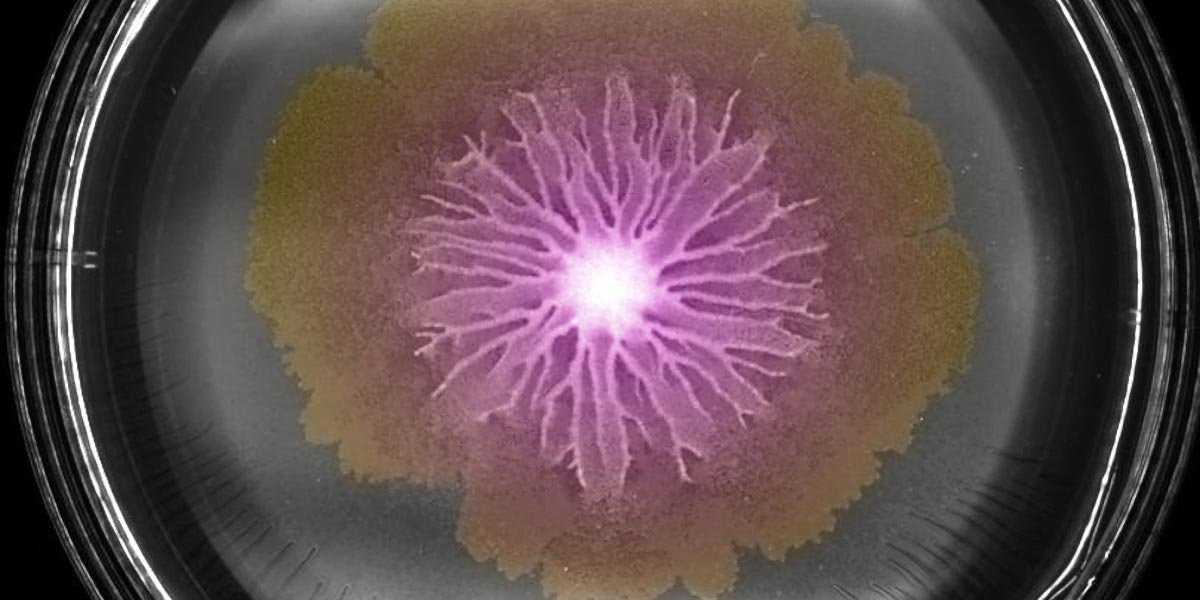 Swarming-Bacteria.jpg