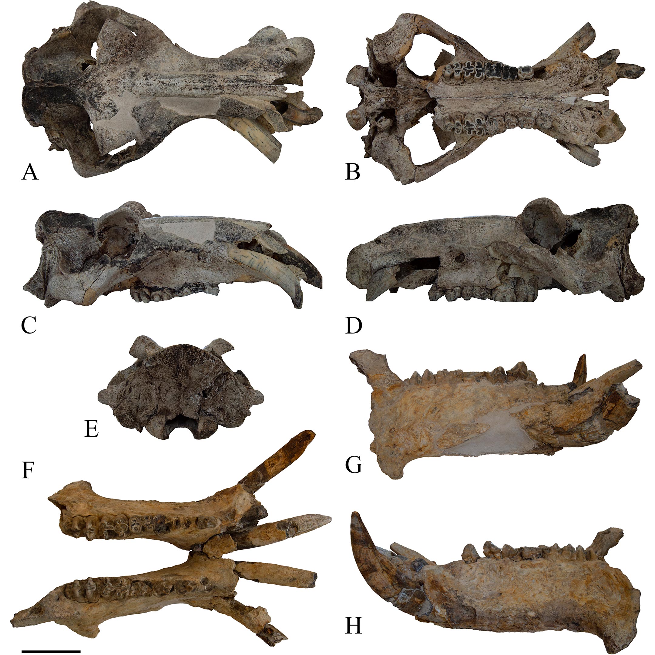 Hippopotamus-amphibius-of-Cava-Montanari-Skull.jpg