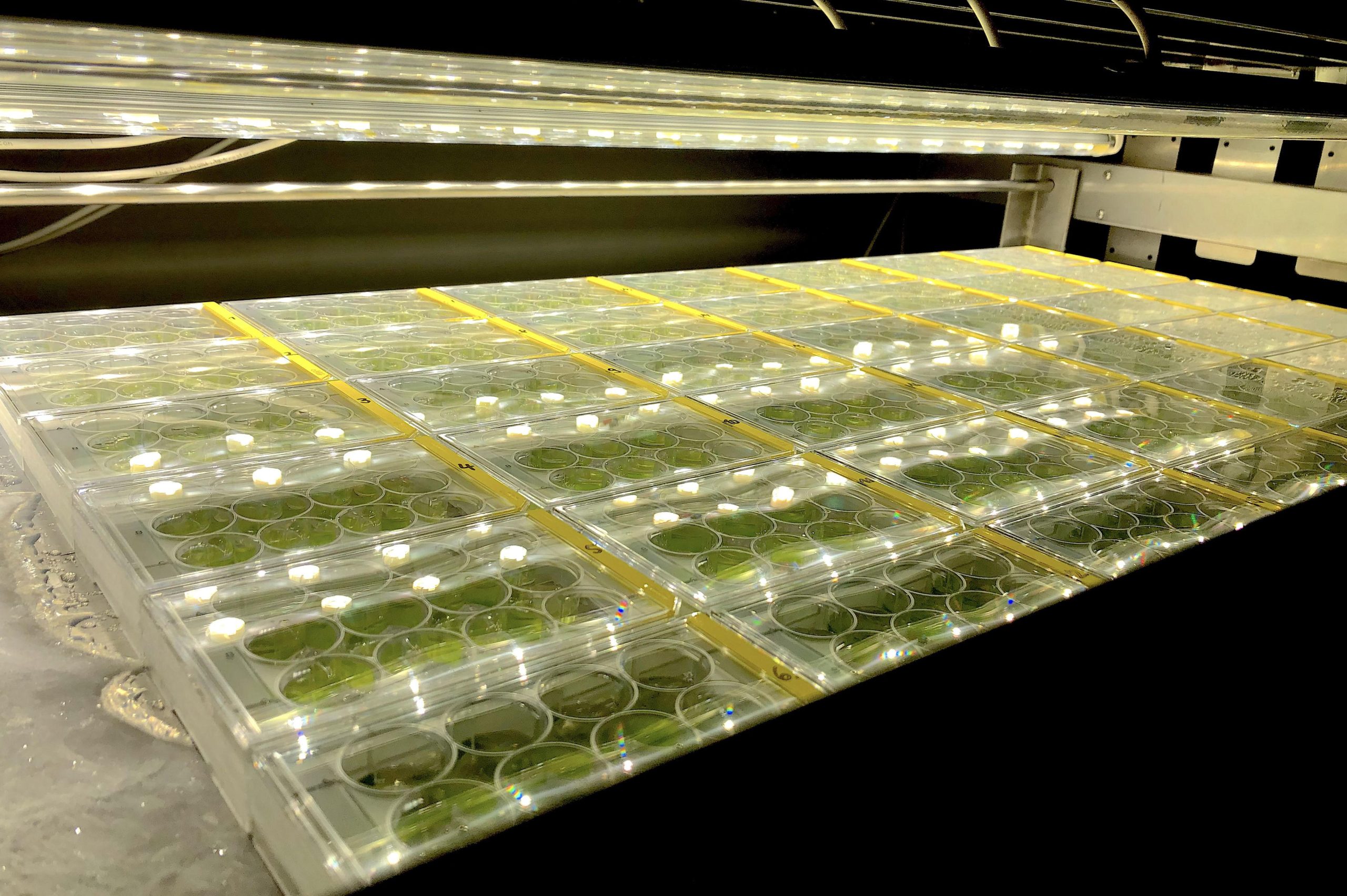 Samples-of-Mesotaenium-endlicherianum-That-Have-Been-Kept-Safe-in-the-Algal-Culture-Collection-scaled.jpg