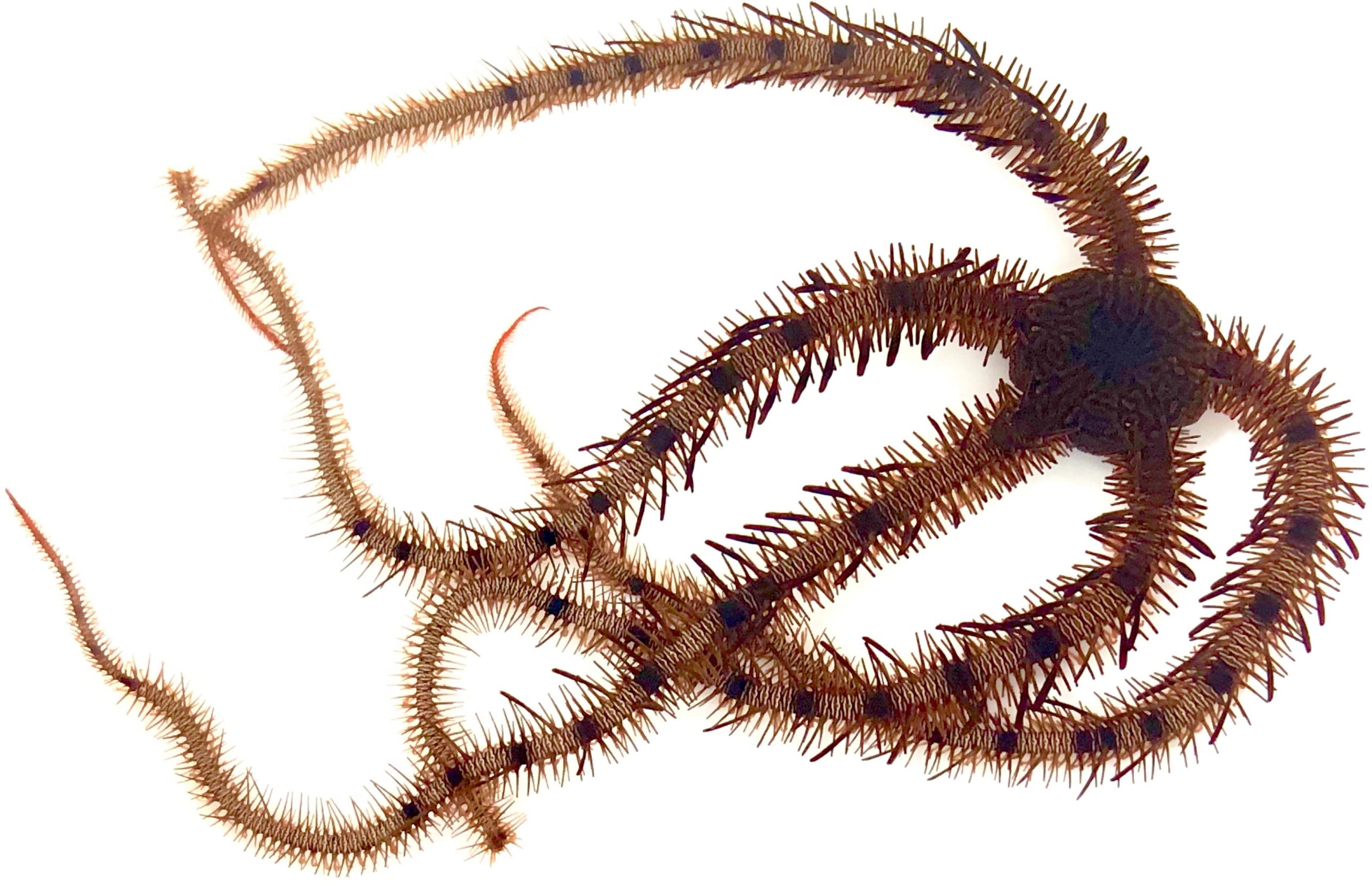 Brittle-Stars-Learn-scaled.jpg