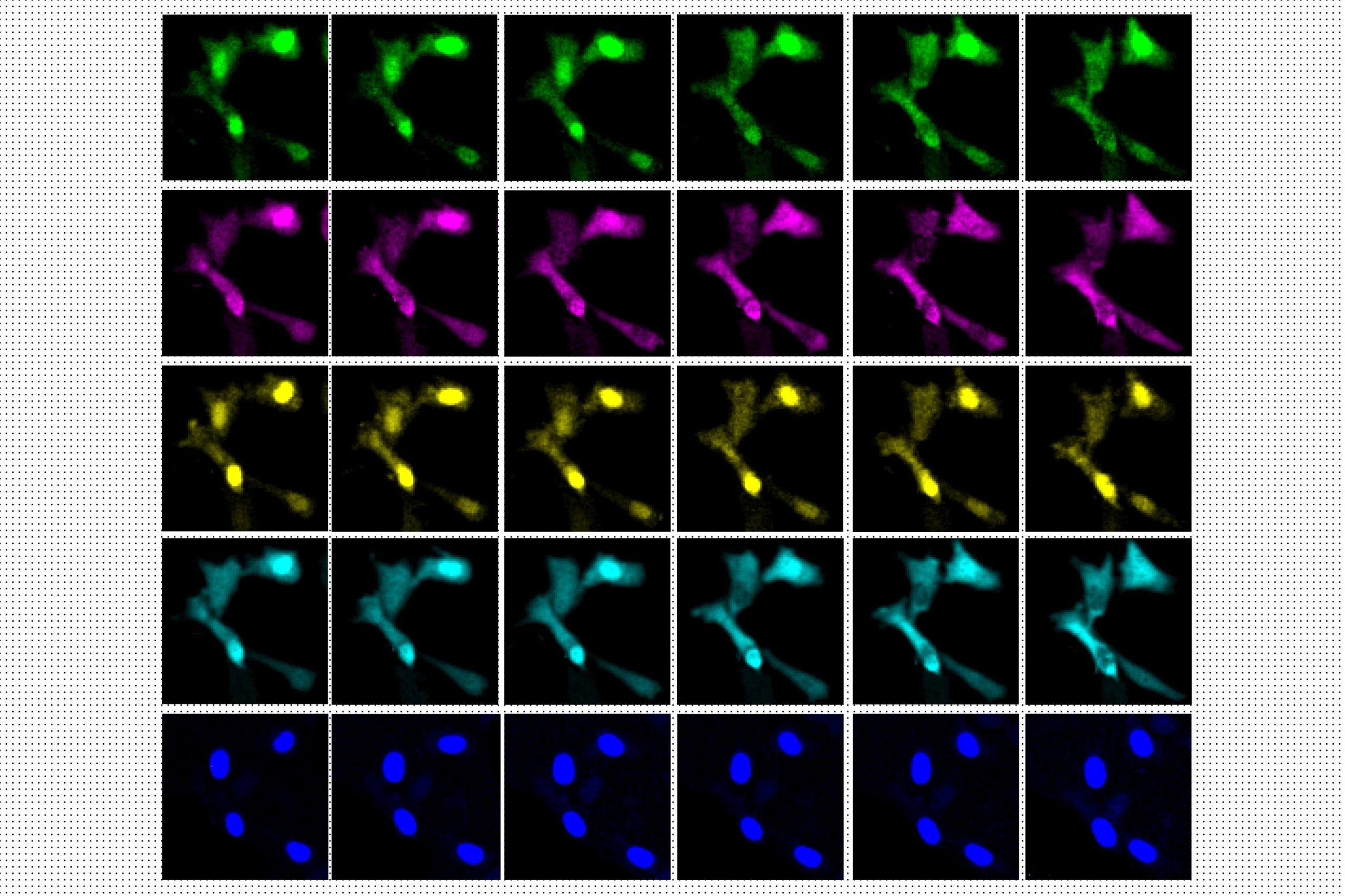 Switchable-Fluorophores-Image-Different-Kinases-Inside-Cells-scaled.jpg