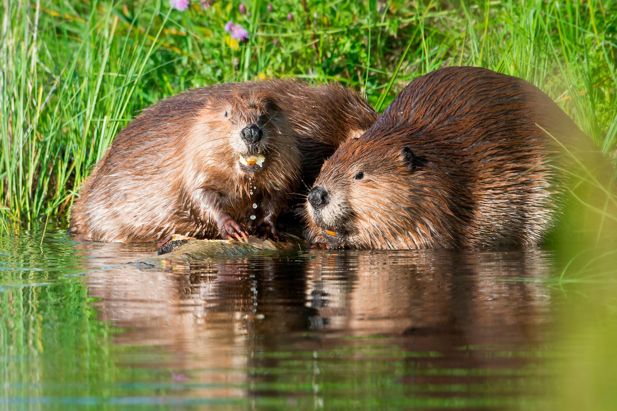 Beavers-in-Water.jpg
