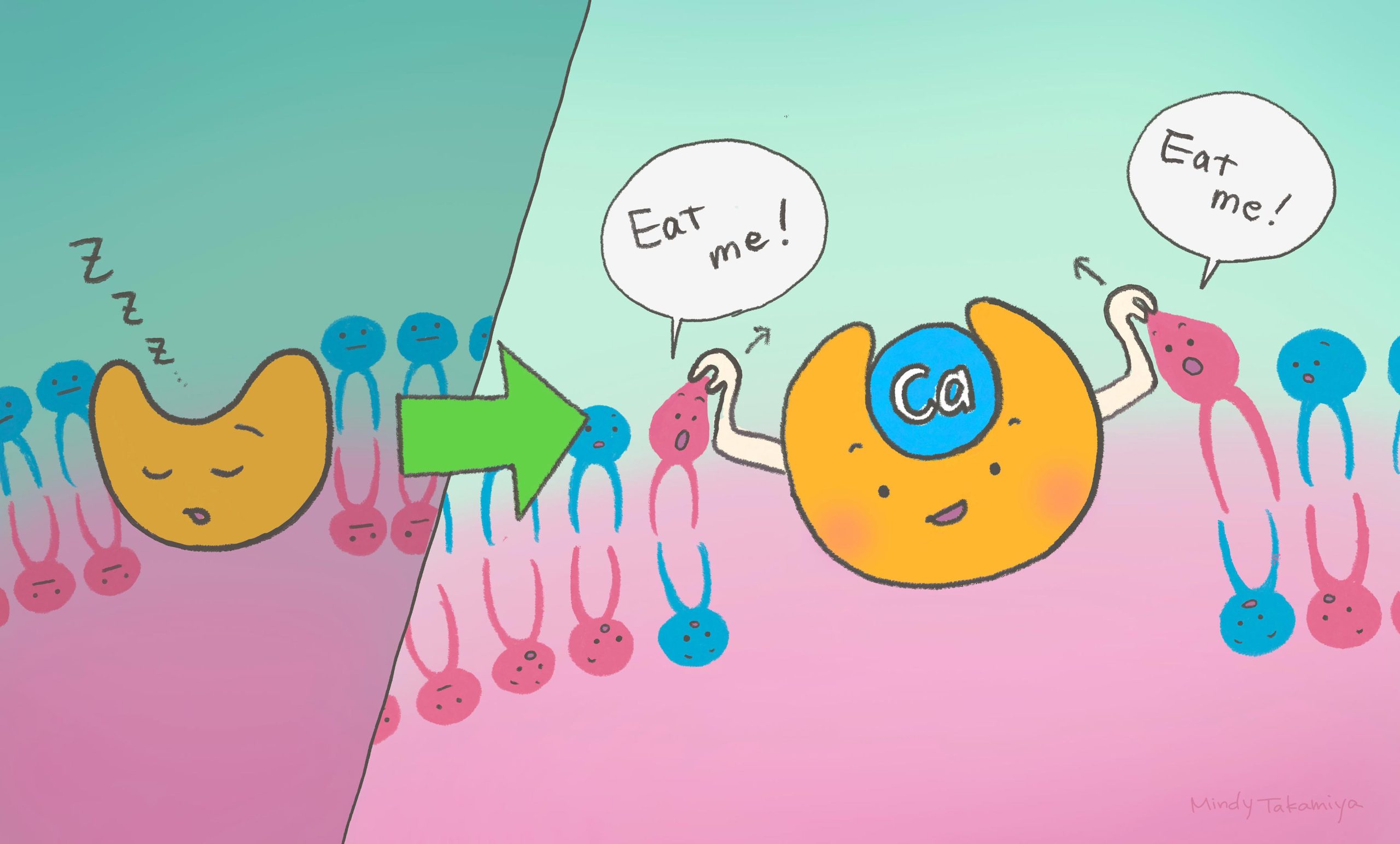 Calcium-Missing-Link-Dead-Cell-Clean-Up-scaled.jpg