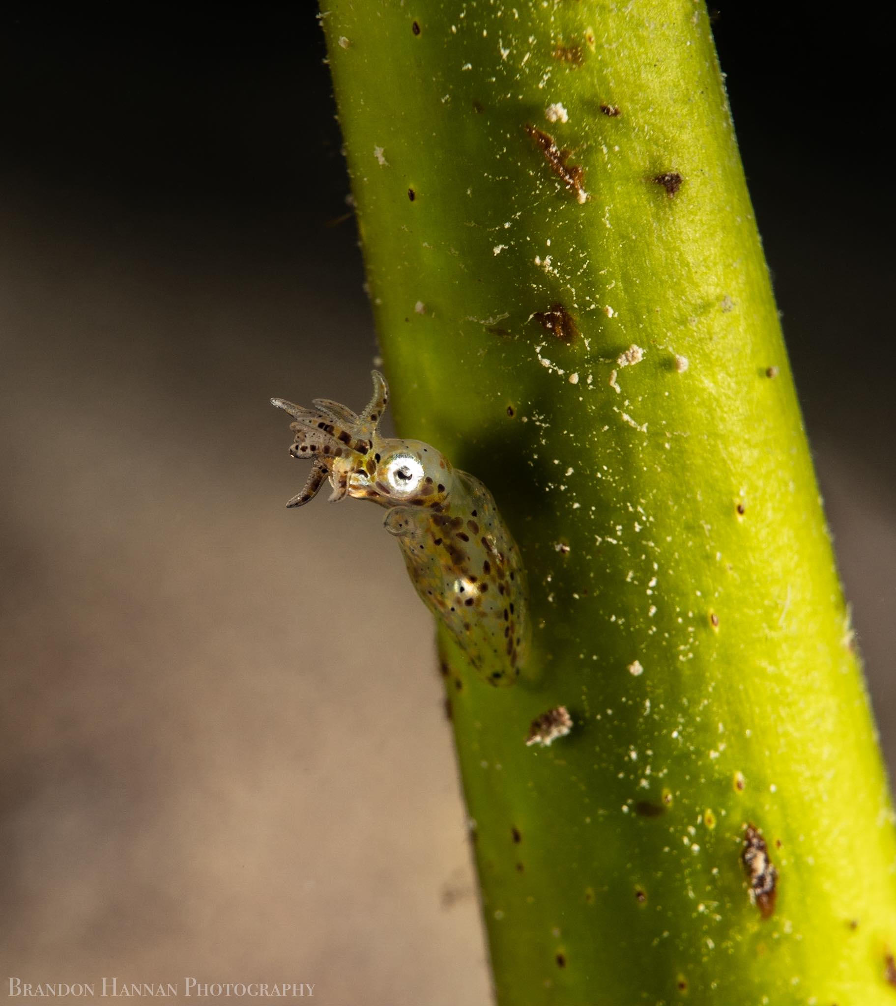 Ryukyuan-Pygmy-Squid-Attached-to-a-Blade-of-Seagrass.jpg