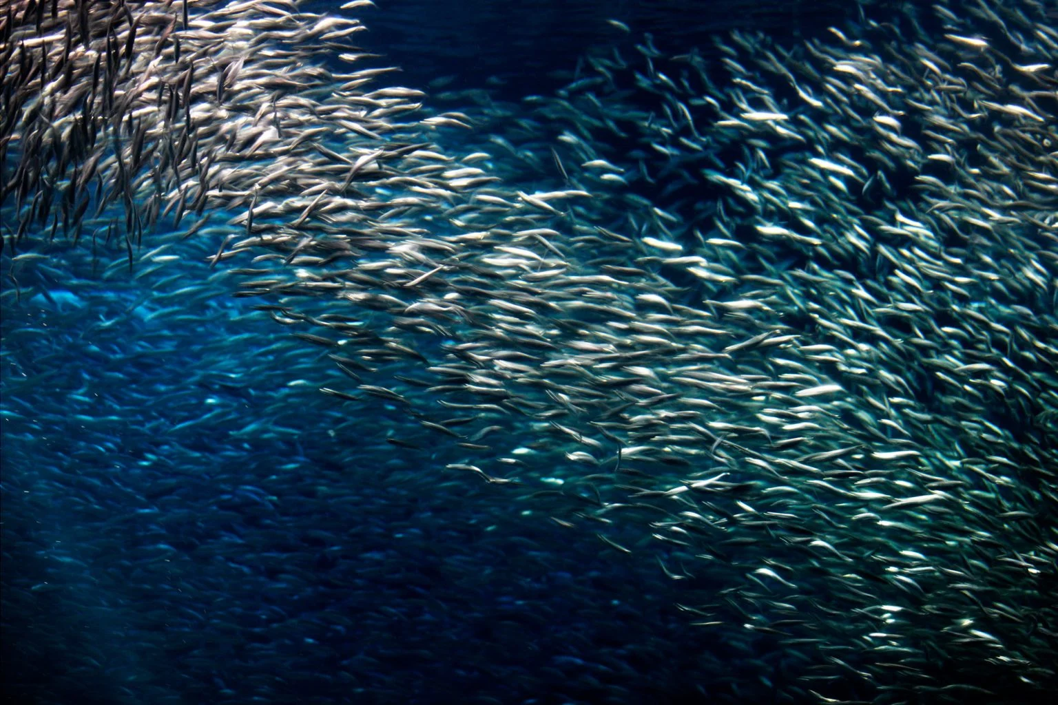 California-Northern-Anchovy-1536x1024.webp