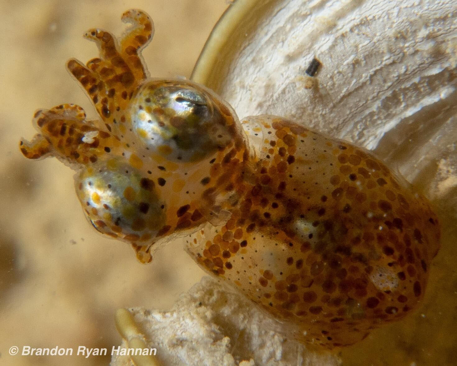 Hannans-Pygmy-Squid.jpg