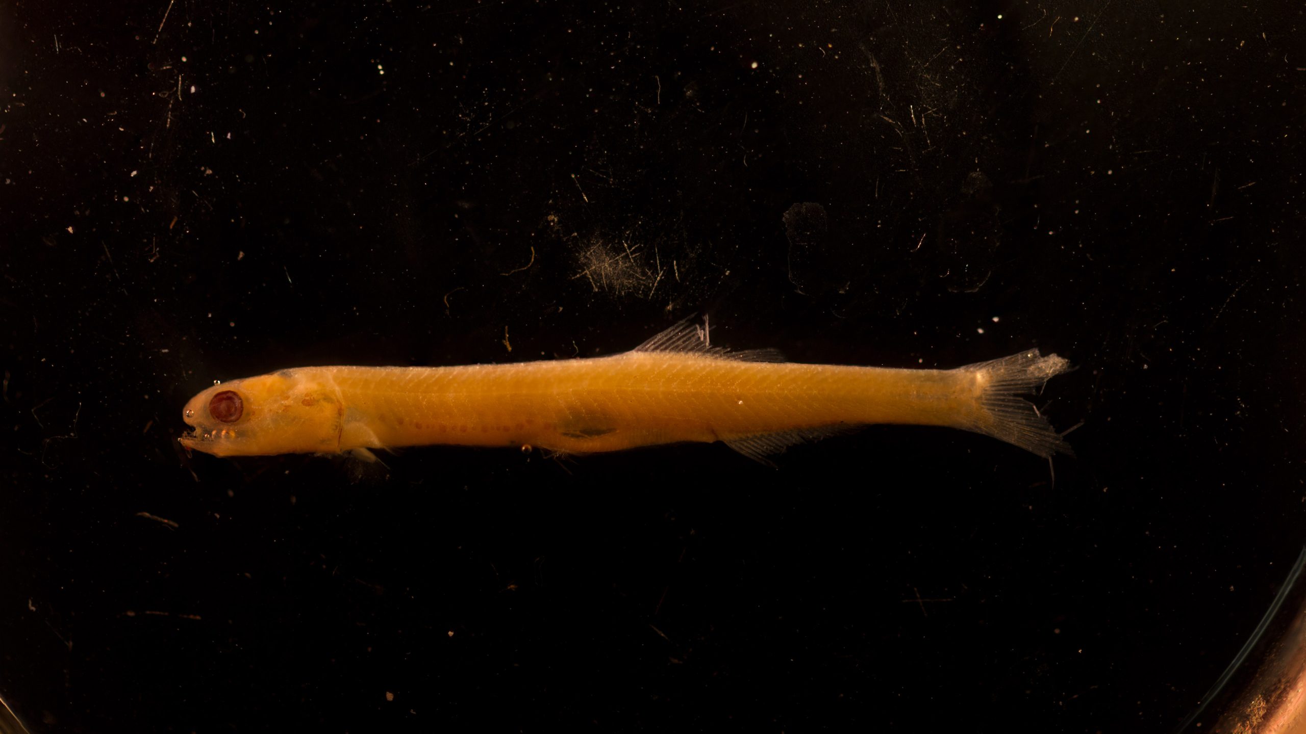 Northern-Anchovy-Larva-scaled.jpg