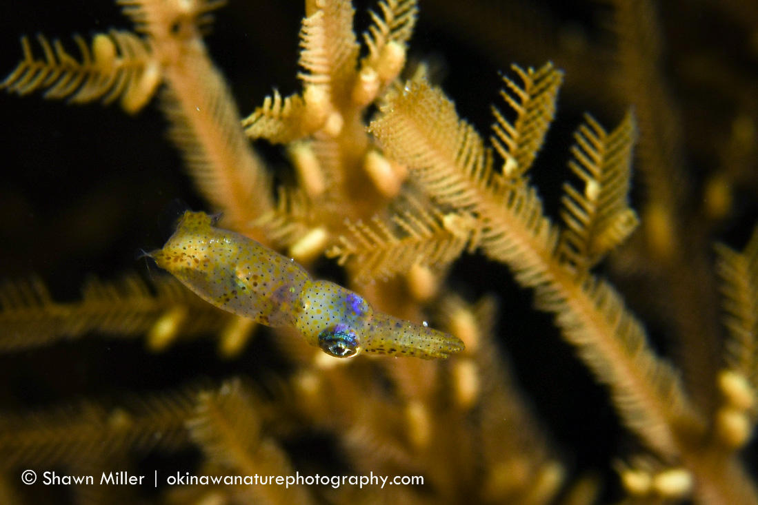 Ryukyuan-Pygmy-Squid.jpg