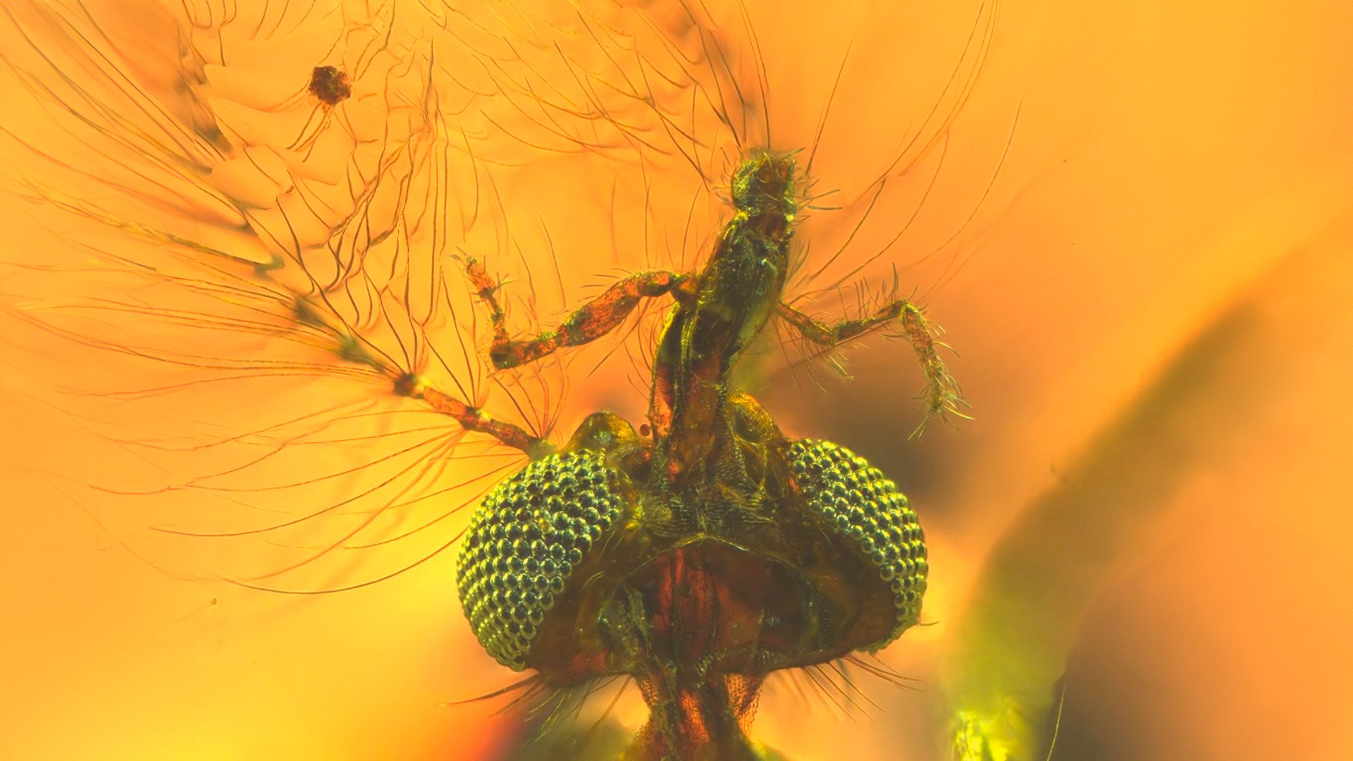 Mosquito-Head-in-Amber.jpg