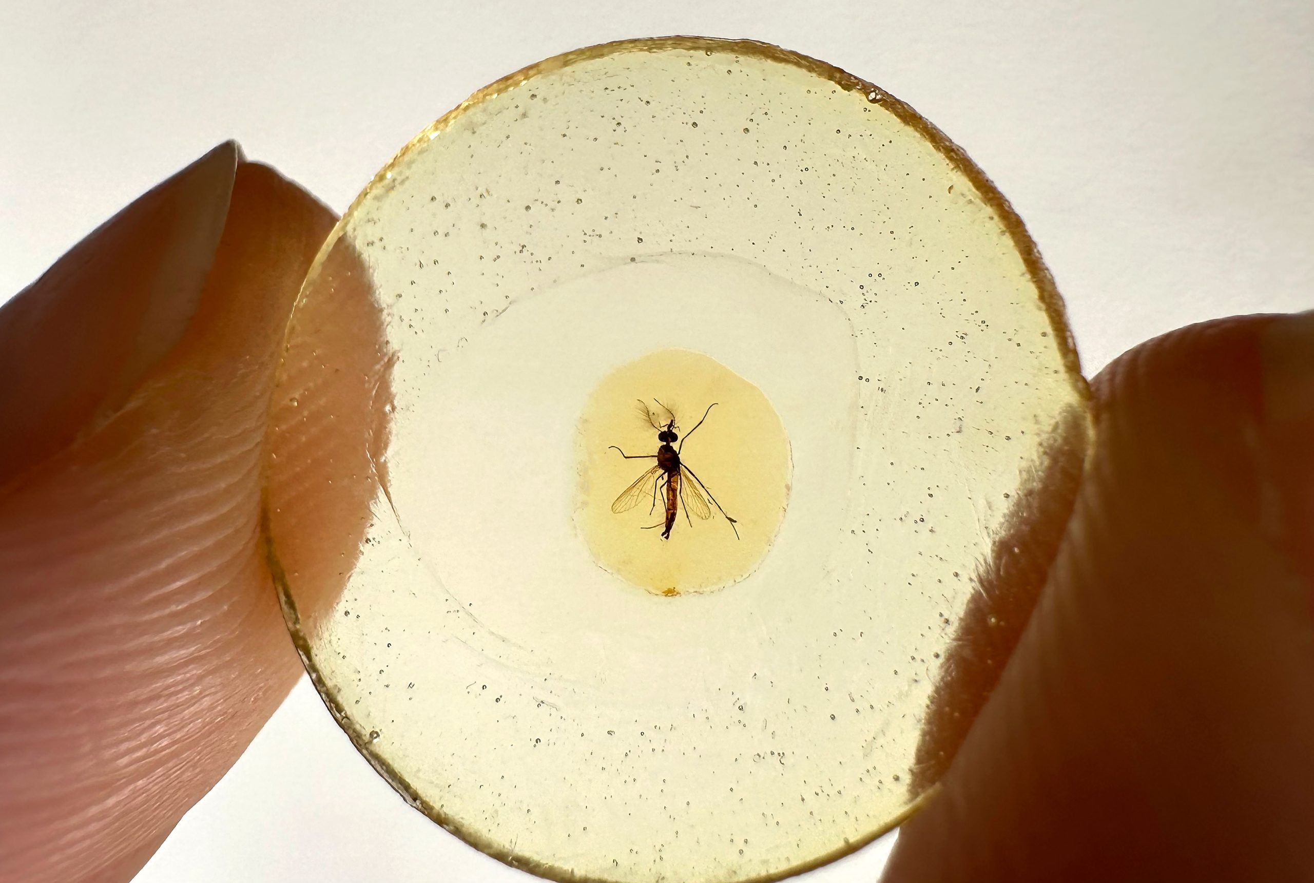 Mosquito-in-Amber-scaled.jpg