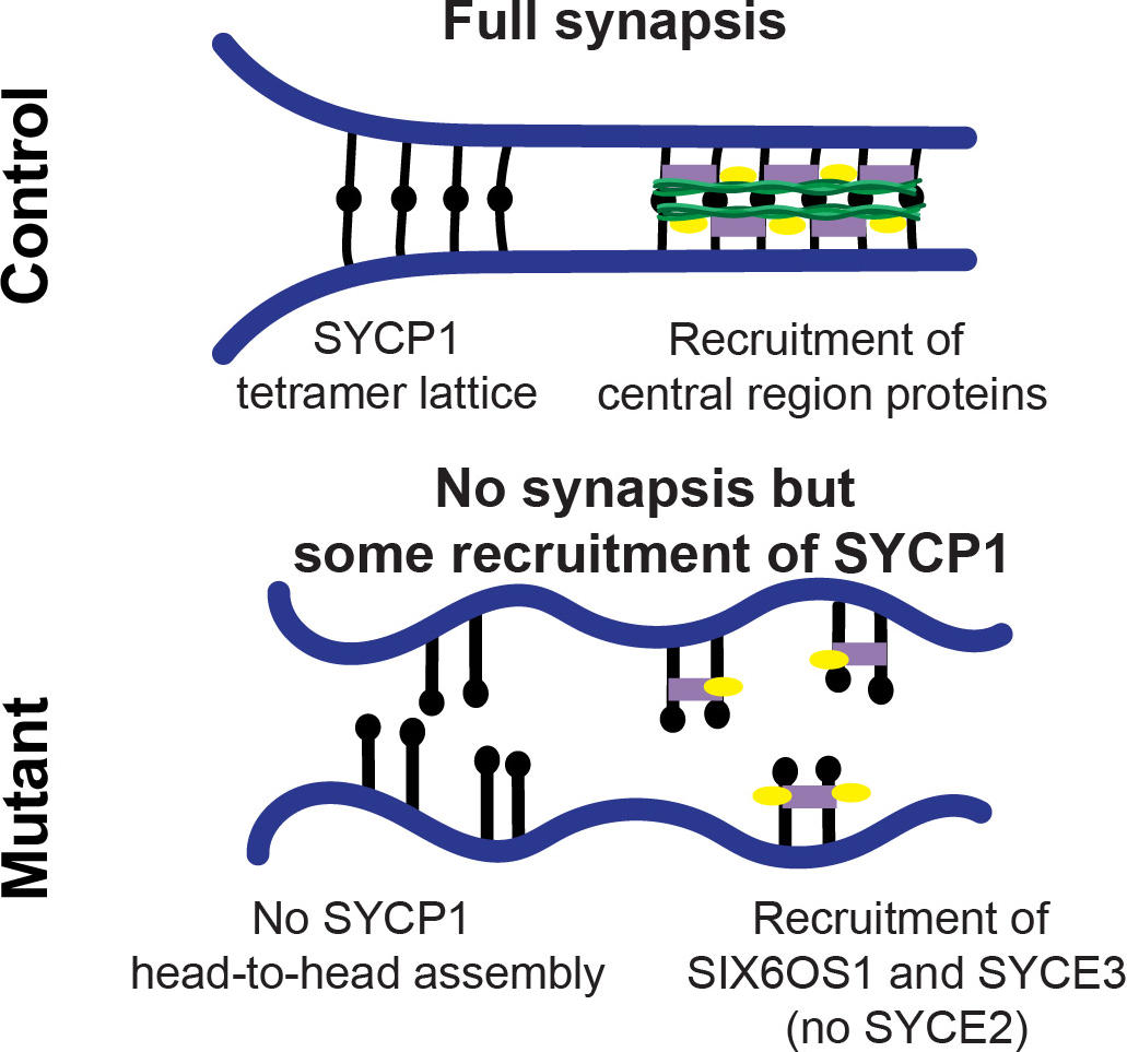 Model-of-the-Synaptonemal-Complex-in-Control-and-Mutant-Mice.jpg