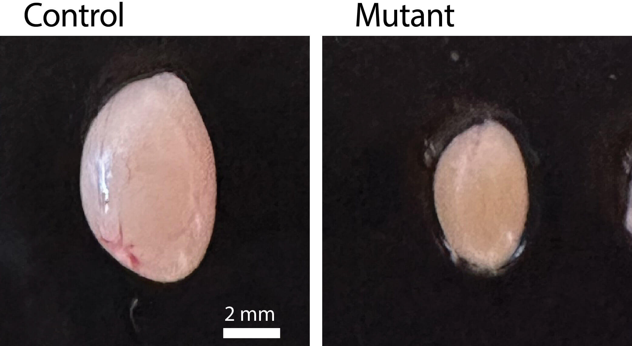 Representative-Testes-From-9-Week-Old-Control-Mice.jpg