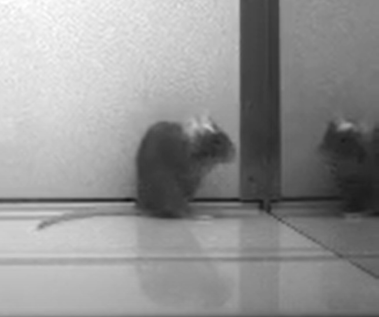 mice-pass-the-mirror-t.jpg