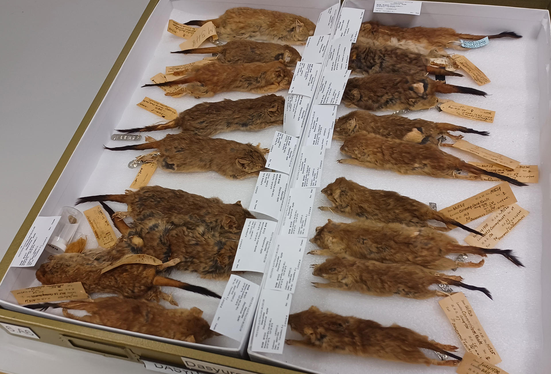 Dasycercus-Specimens-in-Tray.jpg