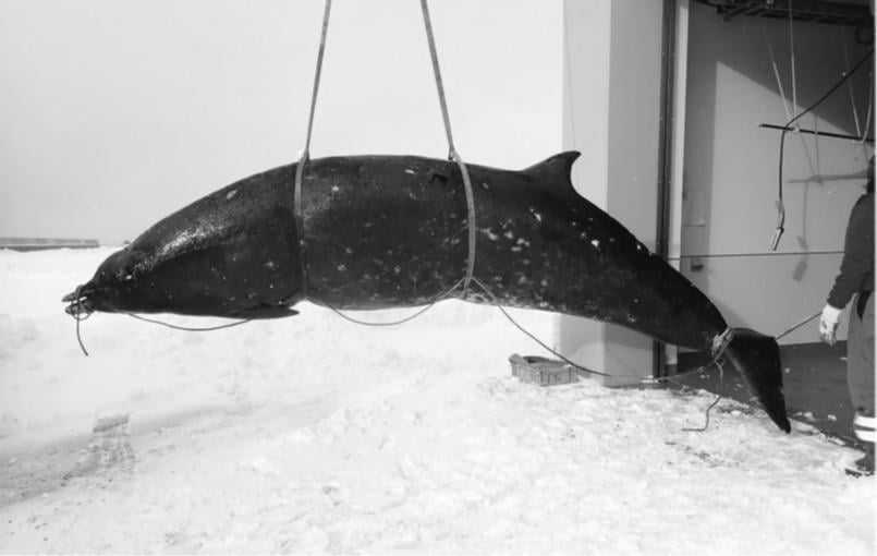 The-Ginkgo-Toothed-Beaked-Whale.jpg