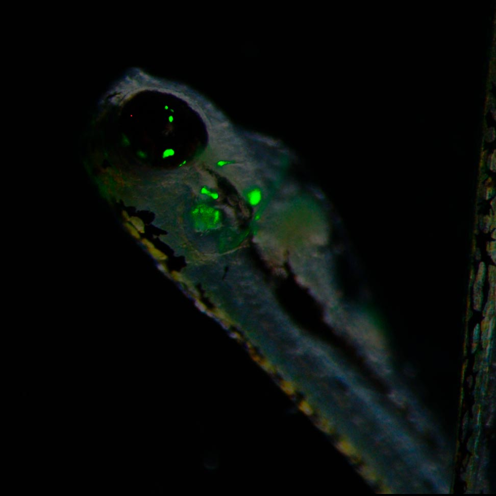 Zebrafish-Larvae-Modified-DNA.jpg