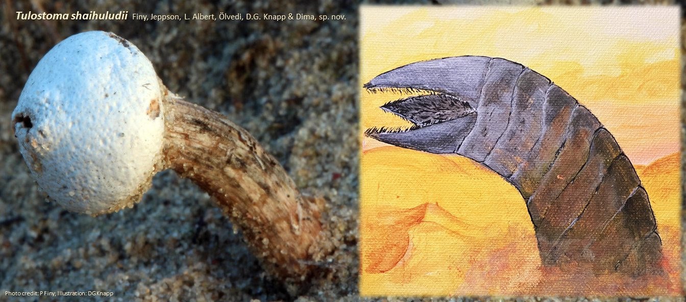 Tulostoma-Shaihuludii-and-a-‘Shai-Hulud.jpg