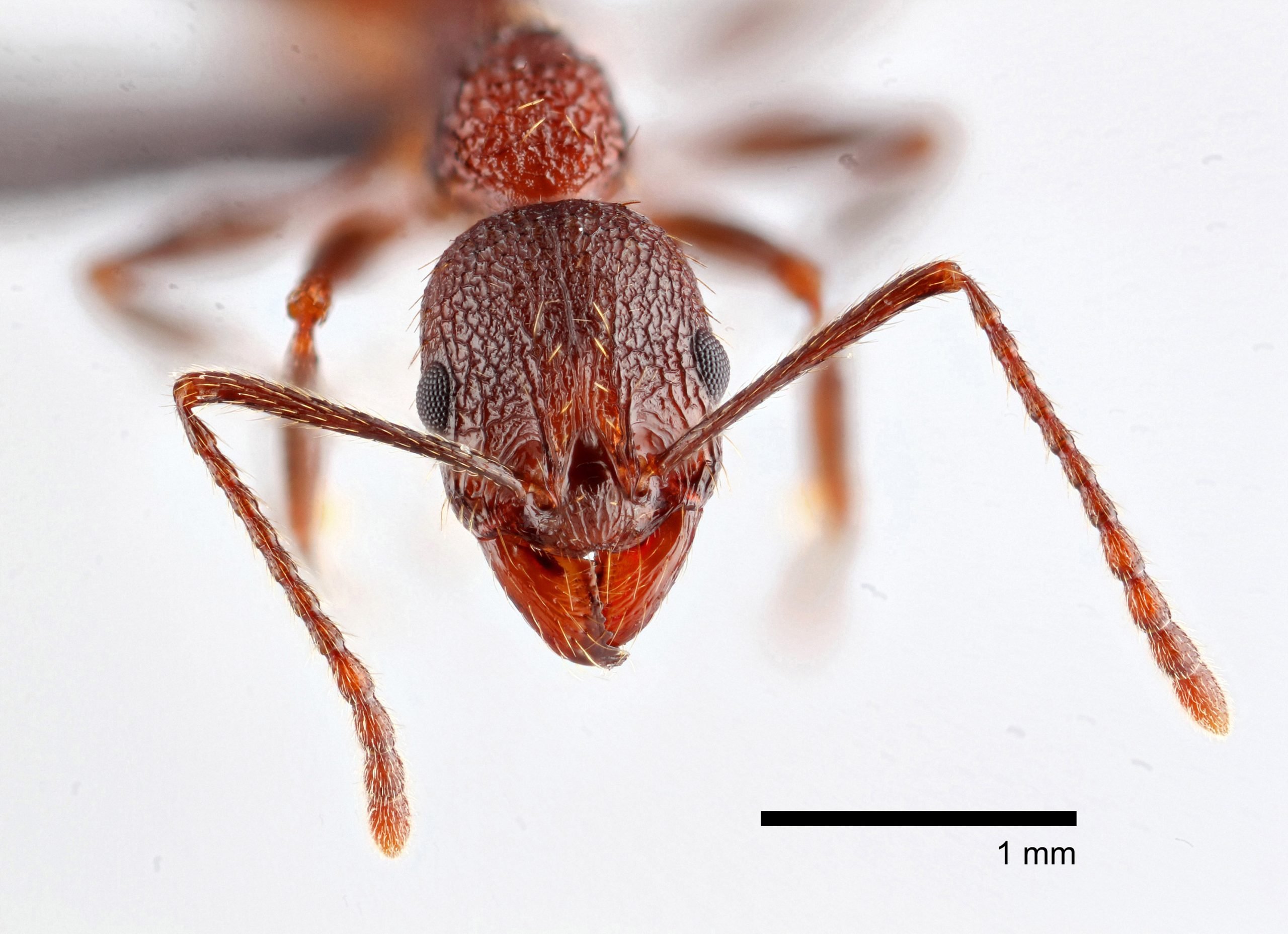 Aphaenogaster-mariae-Forel-Worker-Ant-scaled.jpg