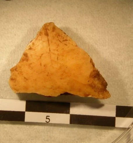 Skull-Fragment-Found-at-Buran-Kaya-III.webp