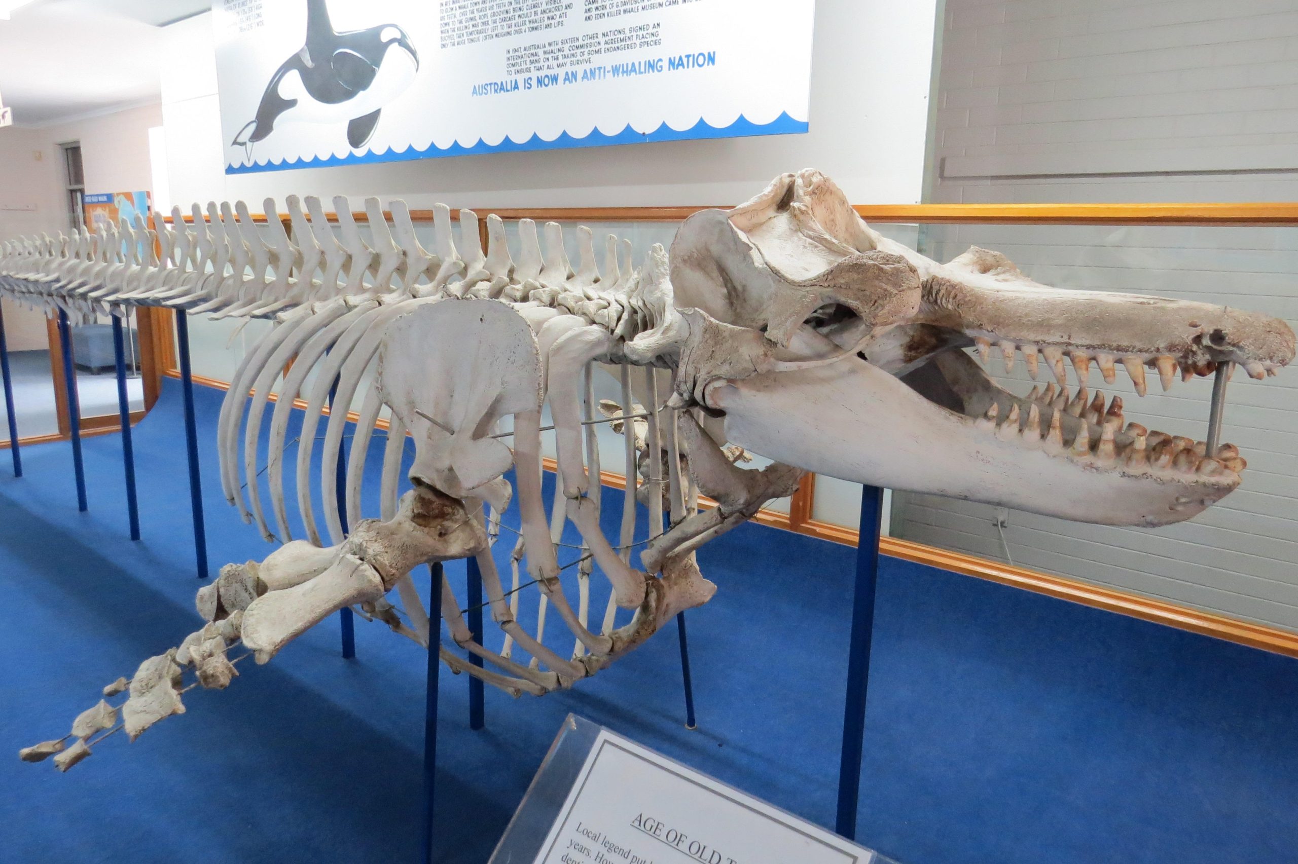 Old-Tom-Skeleton-scaled.jpg