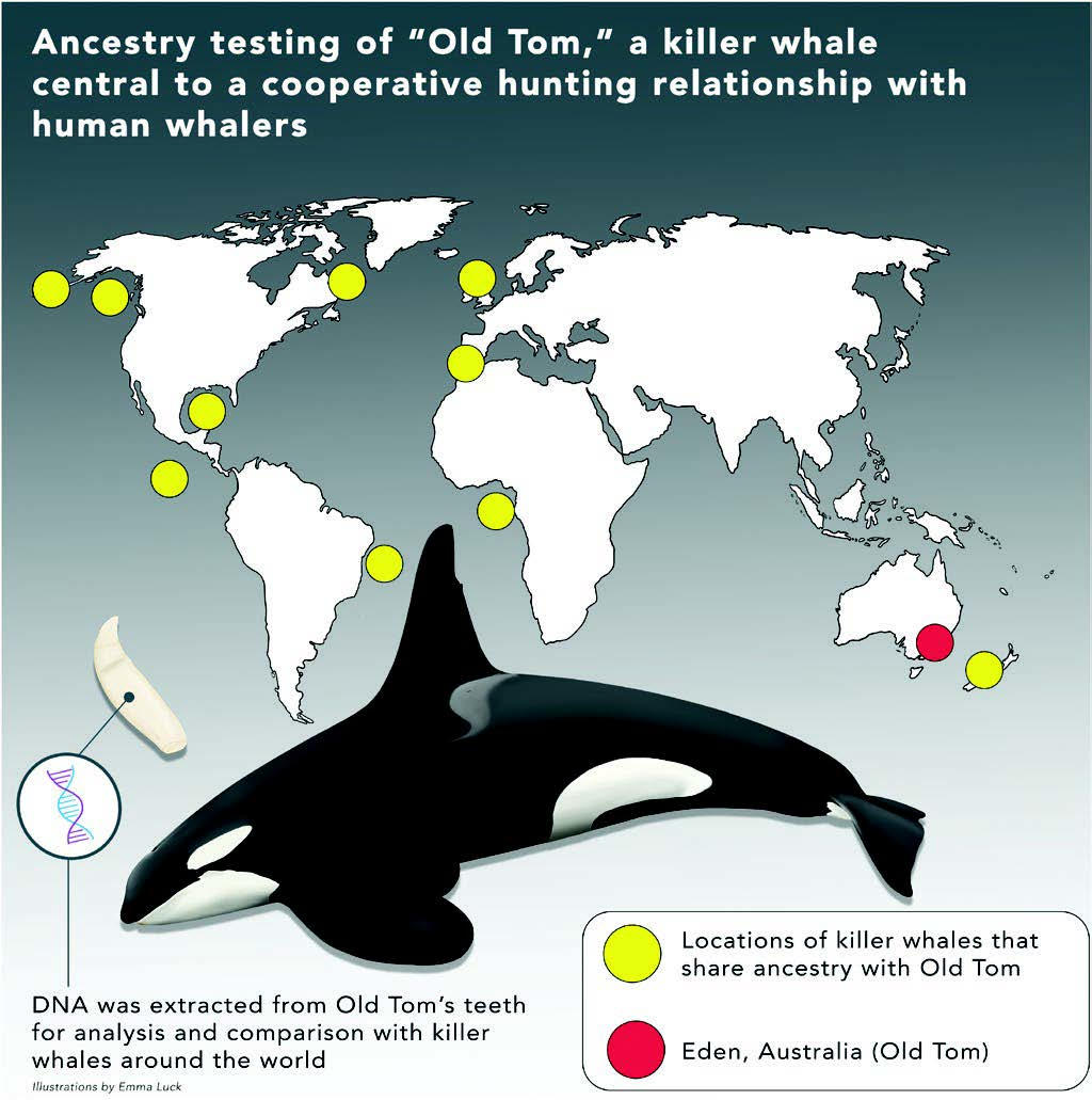 Graphic-Depicting-Ancestry-Testing-of-Old-Tom.jpg