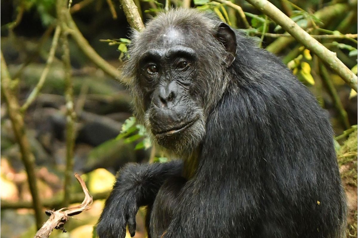 Female-Chimpanzee.jpg
