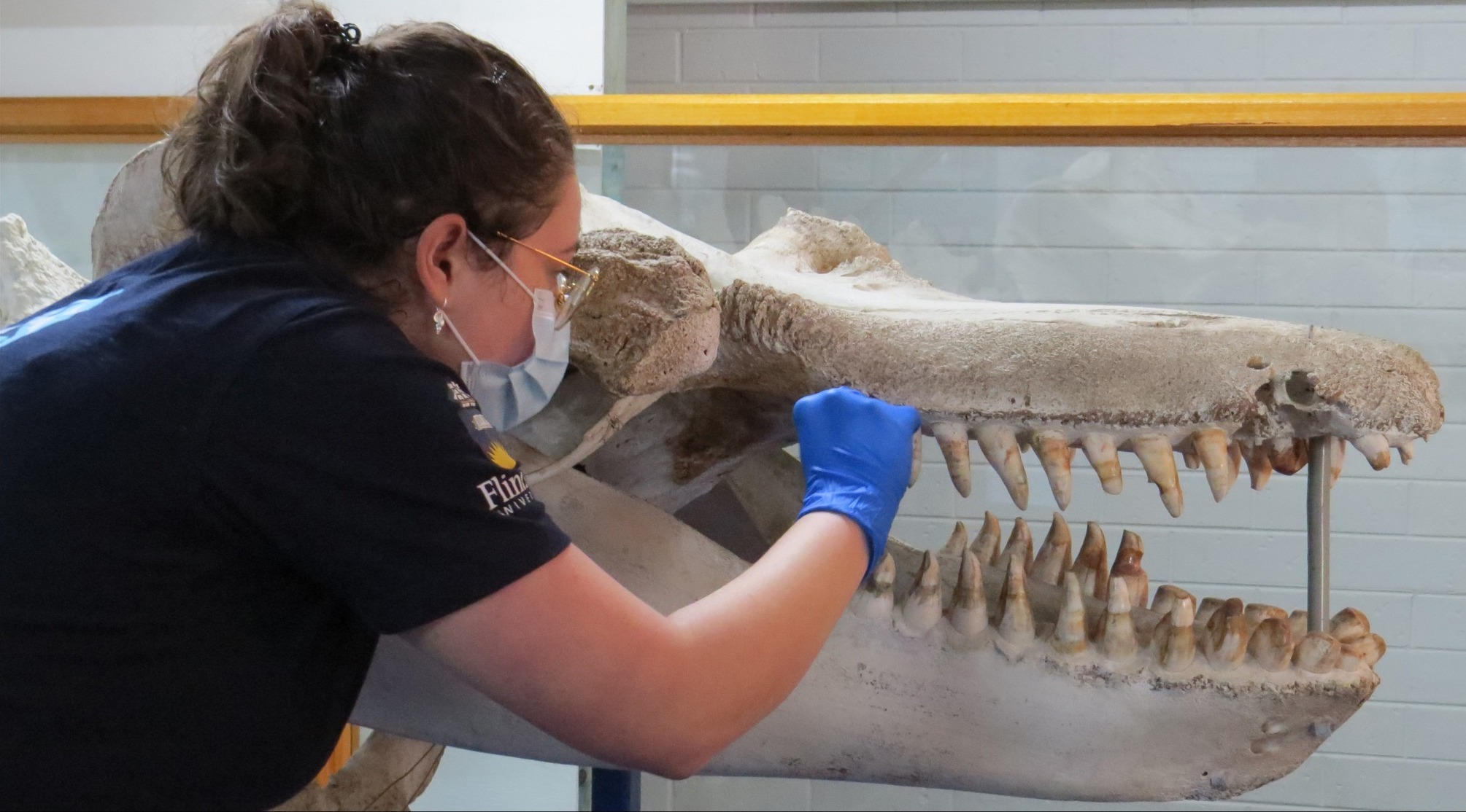 DNA-Testing-of-Old-Tom-at-the-Eden-Killer-Whale-Museum.jpg