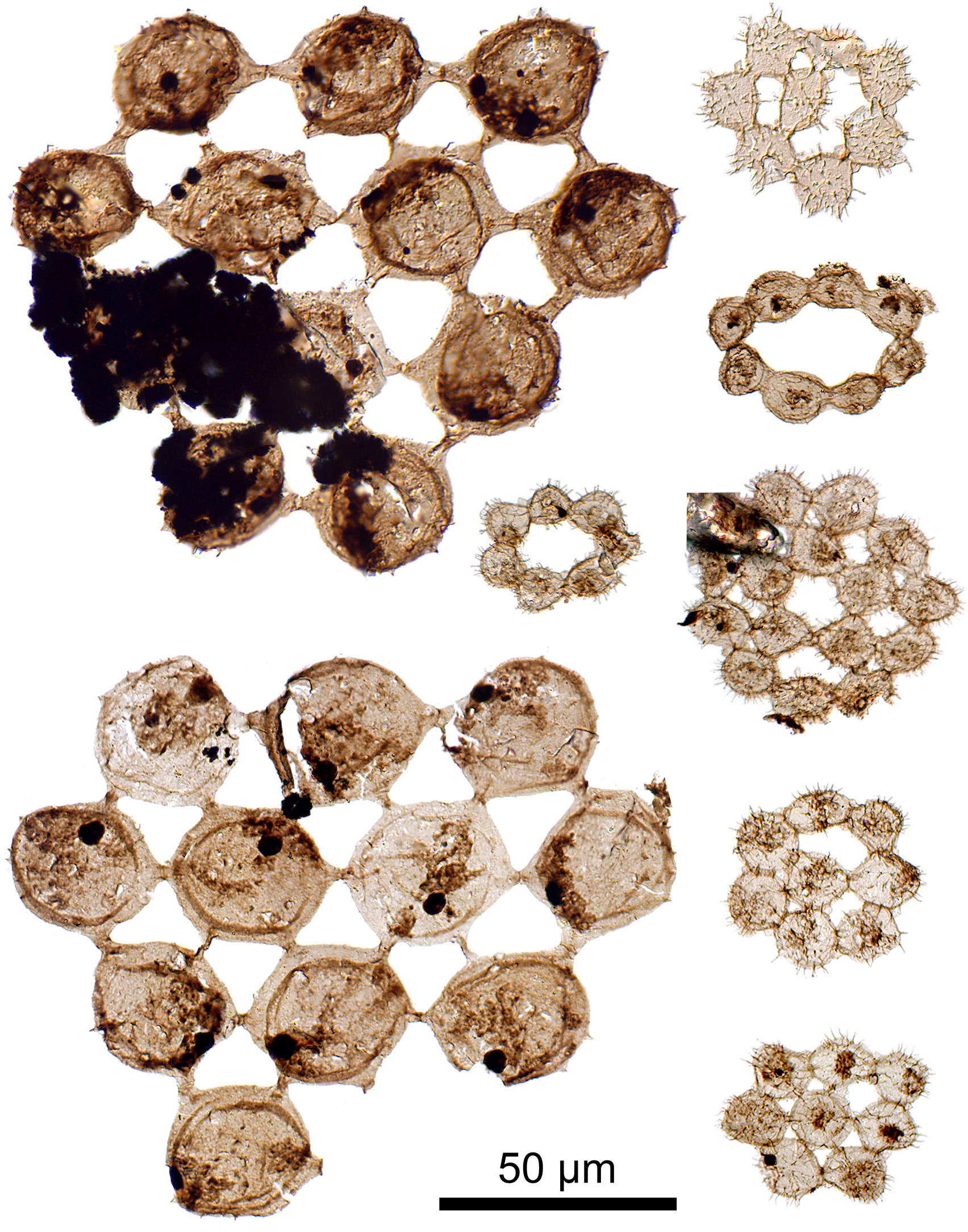Fossil-Plankton.jpg