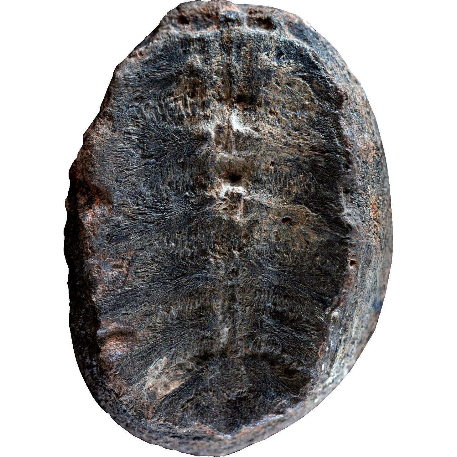 Fossil-Turtle-Shell.jpg
