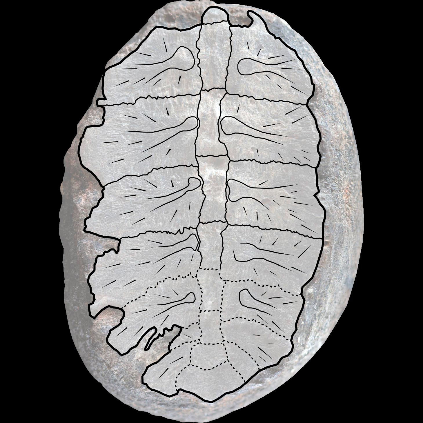 Fossil-Turtle-Shell-With-Drawing-Overlay.jpg