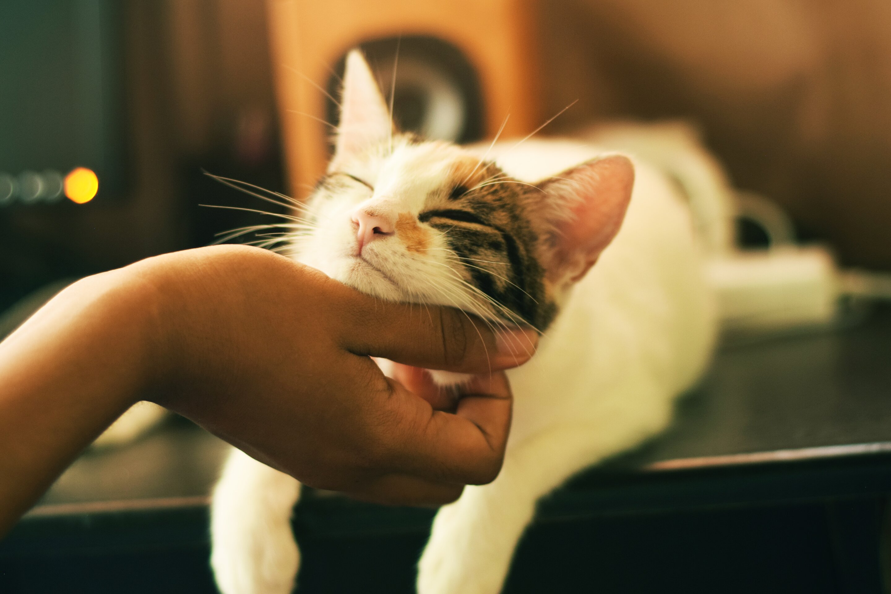 cats.jpg