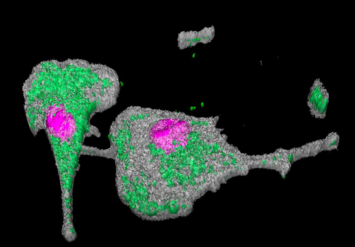 SARS-CoV-2-Virus-Transmitted-Macrophage.jpg