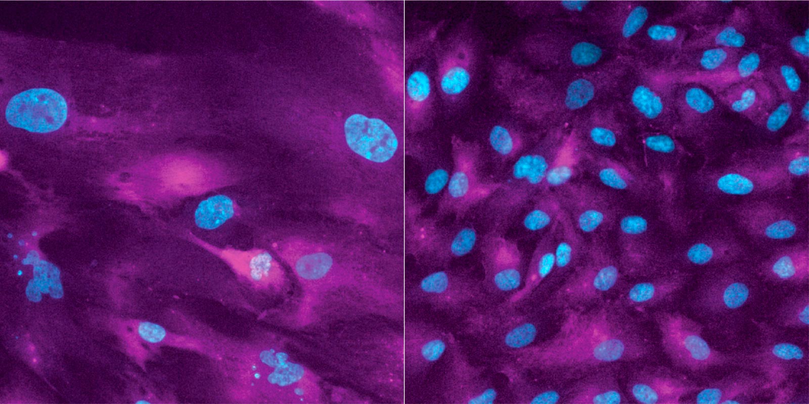 Cell-Growth.jpg
