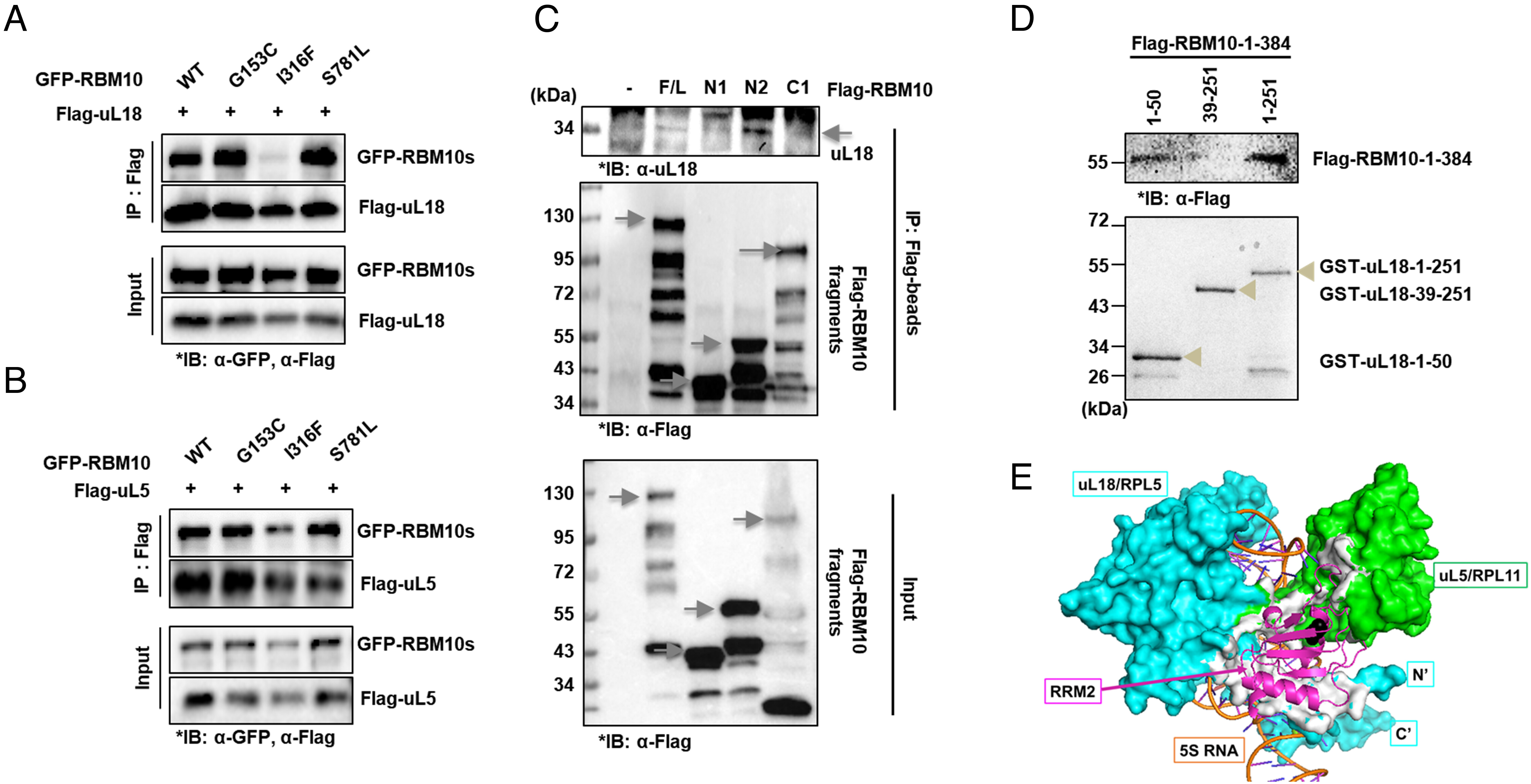 pnas.2308292120fig06.jpg
