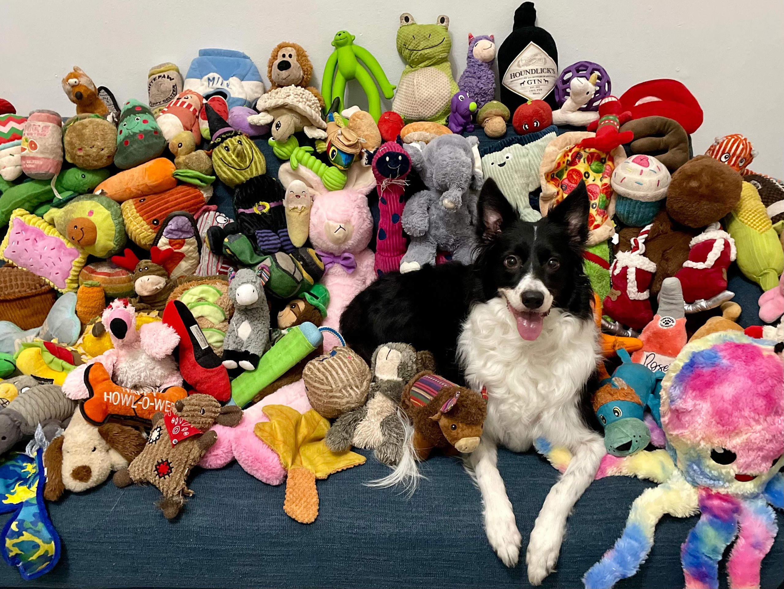 Basket-Border-Collie-scaled.jpg